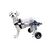 Algopix Similar Product 14 - Walkin Wheels Dog Wheelchair  for