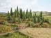 Algopix Similar Product 19 - Noch 26925 Spruce Trees 514Cm 10