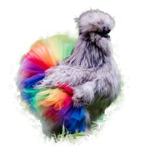 Algopix Similar Product 15 - Rainbow Chicken Tutu