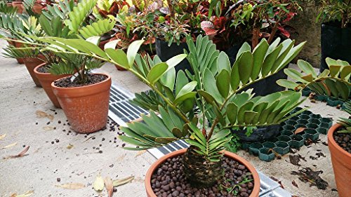 Algopix Similar Product 1 - Live Cardboard Palm Cycad Plants 1
