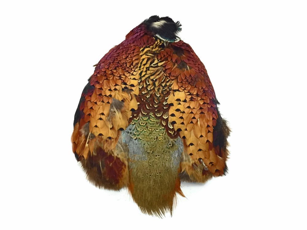 Algopix Similar Product 6 - Complete Natural Ringneck Pheasant Skin