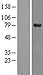 Algopix Similar Product 8 - SPATA20 Overexpression Lysate