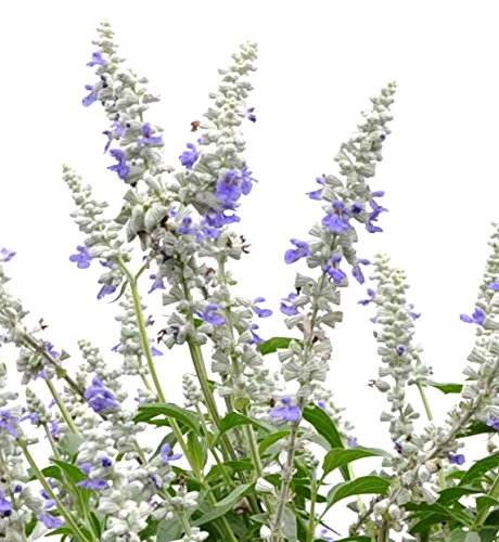 Algopix Similar Product 18 - Salvia Mannequin Snow Mountain Live