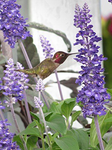 Algopix Similar Product 14 - Salvia Mannequin Blue Mountain Live