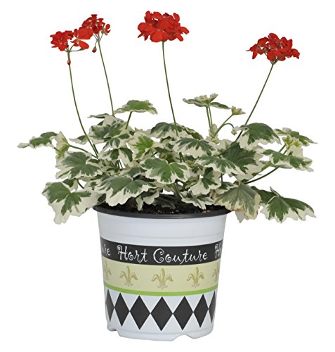 Algopix Similar Product 20 - Geranium Glitterati Ice Queen Live