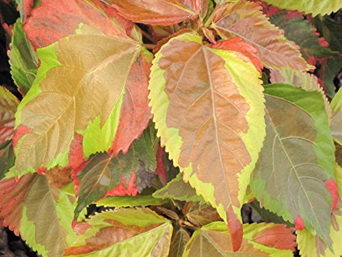 Algopix Similar Product 11 - Hort Couture Acalypha Jungle Cloak 70mm