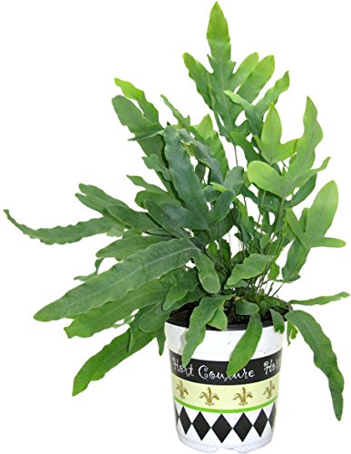 Algopix Similar Product 13 - Hort Couture Phlebodium Fashionista