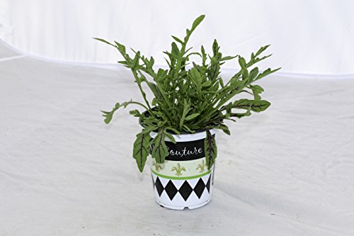 Algopix Similar Product 12 - Hort Couture 9cm Pot Green Combination