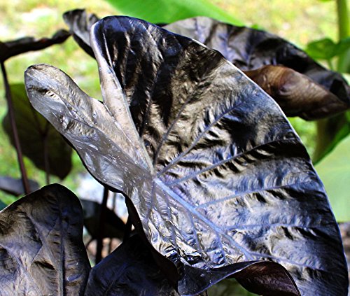 Algopix Similar Product 12 - Hort Couture 70mm Black Colocasia