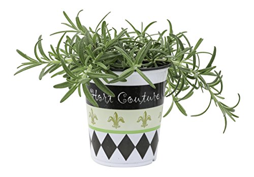 Algopix Similar Product 4 - Hort Couture 9cm Pot Zest Herb