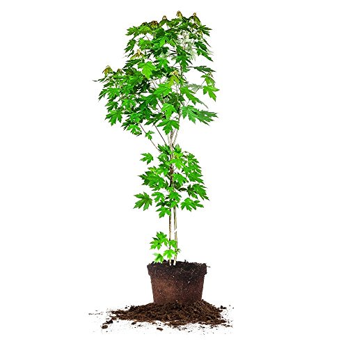 Algopix Similar Product 12 - Autumn Blaze Maple  Size 34 ft Live