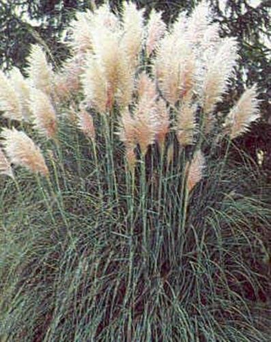 Algopix Similar Product 7 - Cortaderia Pampas Grass Selloana Pampas