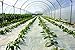 Algopix Similar Product 20 - SUNSCOVER Greenhouse Plastic Film Clear
