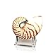 Algopix Similar Product 10 - Tumbler Home Chambered Nautilus Sea