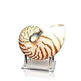 Algopix Similar Product 12 - Tumbler Home Chambered Nautilus Sea
