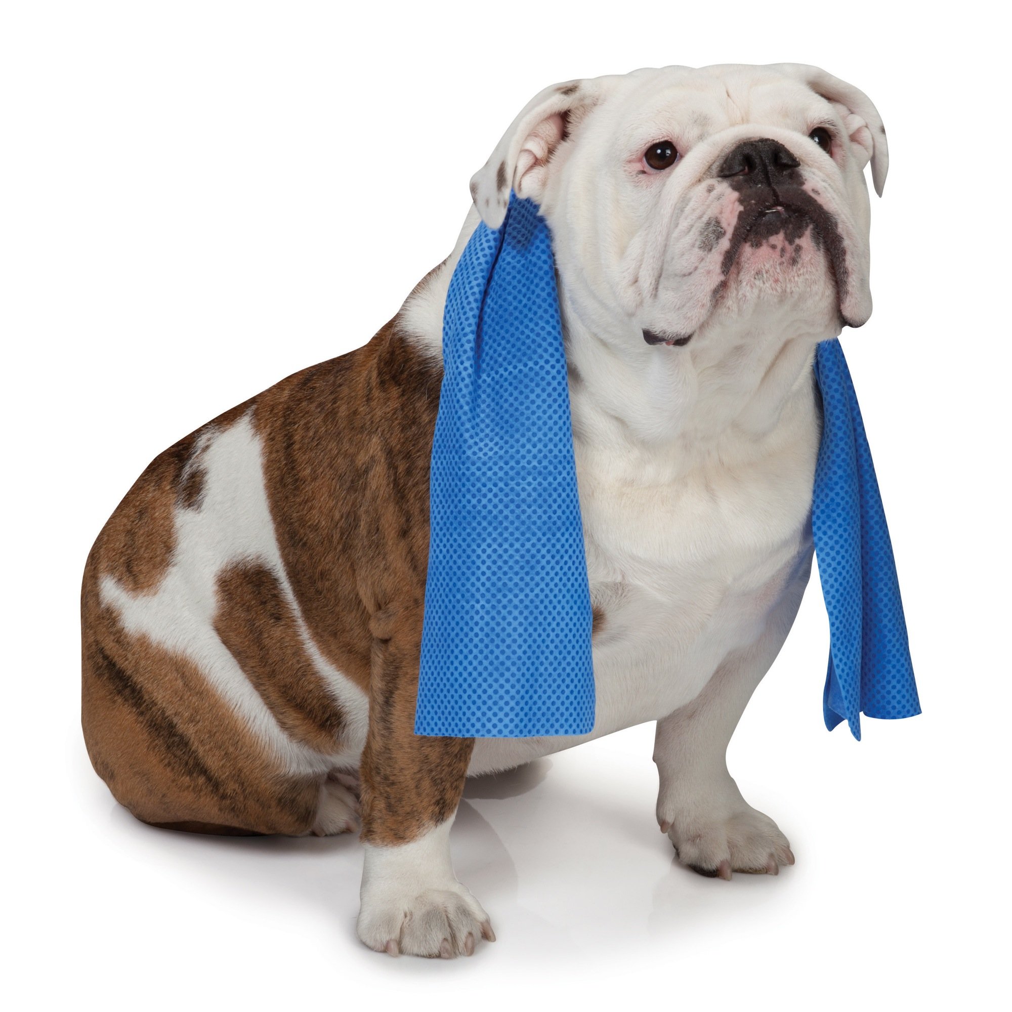 Algopix Similar Product 11 - Cool Pup Dog Cooling Pet Towel