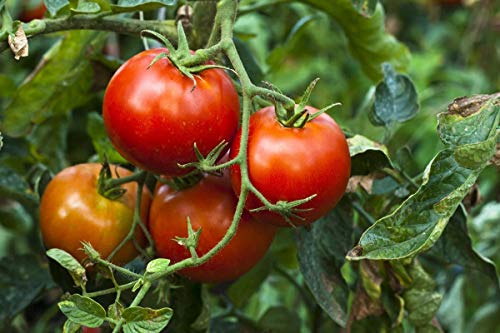 Algopix Similar Product 19 - Organic SunDried Tomatoes 2 Pounds 