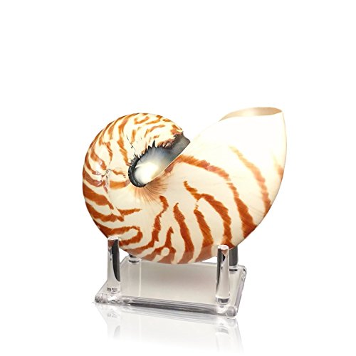 Algopix Similar Product 10 - Tumbler Home Large Chambered Nautilus
