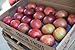 Algopix Similar Product 2 - York Apples Gift Box (18-22 Apples)