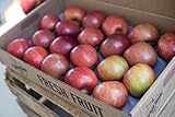 Algopix Similar Product 17 - York Apples Gift Box (18-22 Apples)