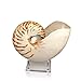 Algopix Similar Product 15 - Tumbler Home Natural Chambered Nautilus