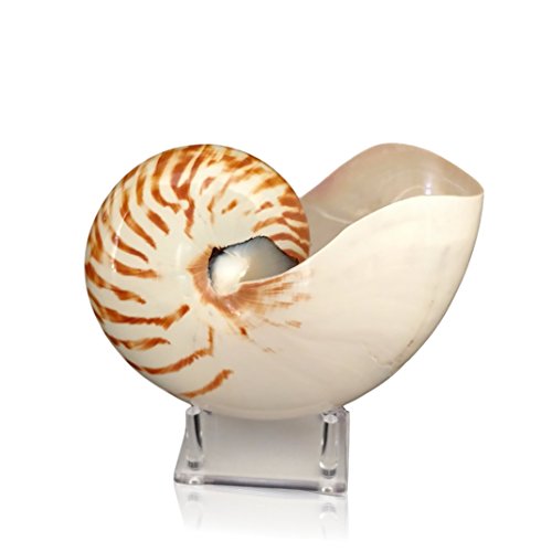 Algopix Similar Product 9 - Tumbler Home Natural Chambered Nautilus