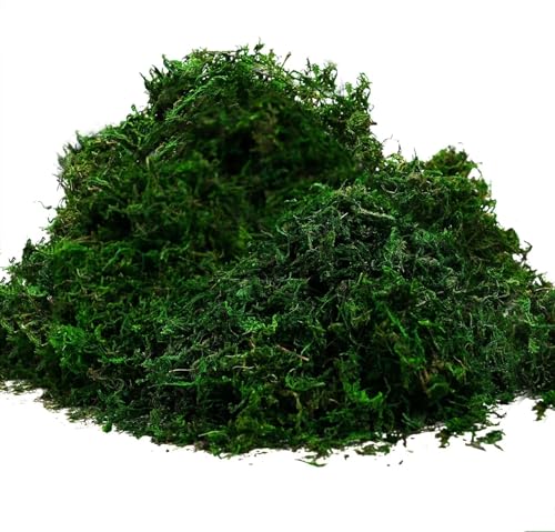Algopix Similar Product 5 - Byher 92926 Preserved Forest Moss