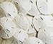 Algopix Similar Product 12 - White Sand Dollars 253  10pcs 