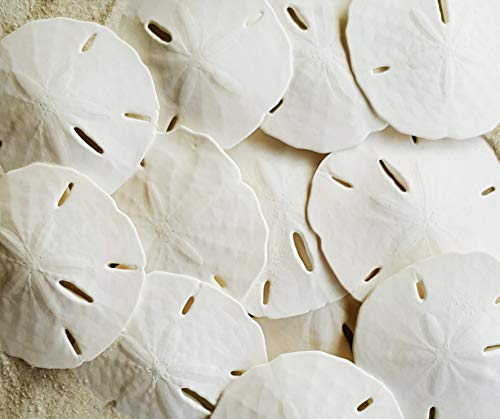 Algopix Similar Product 3 - White Sand Dollars 253  10pcs 