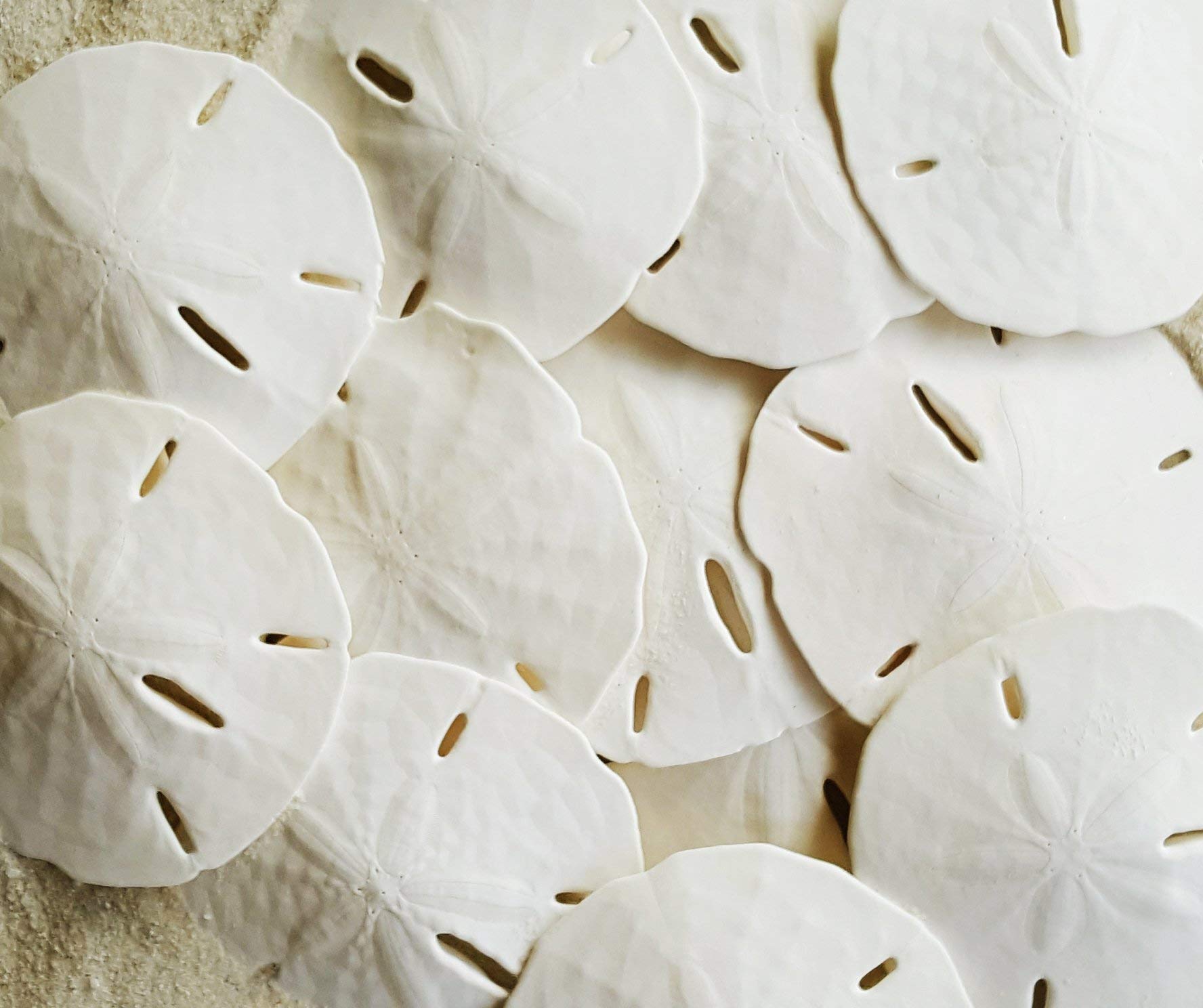 Algopix Similar Product 16 - White Sand Dollars 253  10pcs 