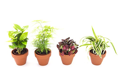 Algopix Similar Product 14 - KaBloom Live Plant Collection Set of 4