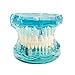 Algopix Similar Product 9 - vinmax Dental Teeth ModelTransparent