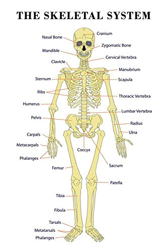 Algopix Similar Product 12 - ArtEdge The Skeletal System Anatomical