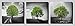 Algopix Similar Product 14 - Epic Graffiti Vibrant Tree Series