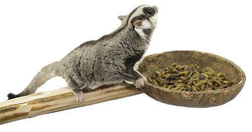 Algopix Similar Product 19 - Coconut Cup With Perch  Natural Wooden