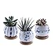 Algopix Similar Product 11 - T4U 25 Inch Ceramic Succulent Planter