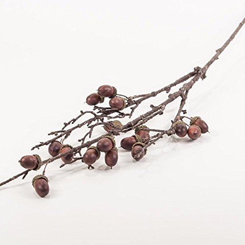 Algopix Similar Product 16 - Acorn Stem