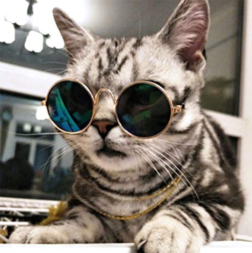 Algopix Similar Product 6 - Coolrunner Cute and Funny Pet