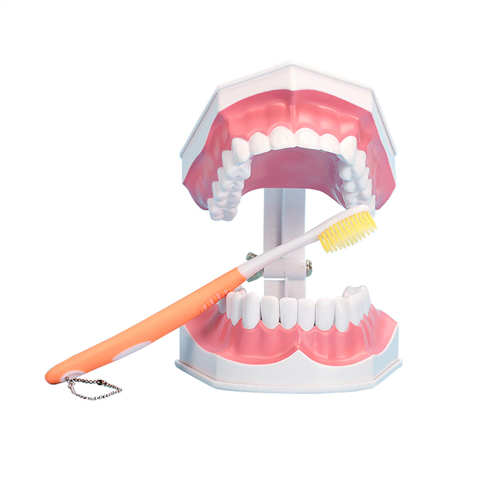 Algopix Similar Product 12 - Large Dental Teeth ModelYOUYA DENTAL
