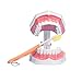 Algopix Similar Product 16 - Large Dental Teeth ModelYOUYA DENTAL