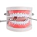 Algopix Similar Product 4 - Standard Teeth Model YOUYA DENTAL Kids