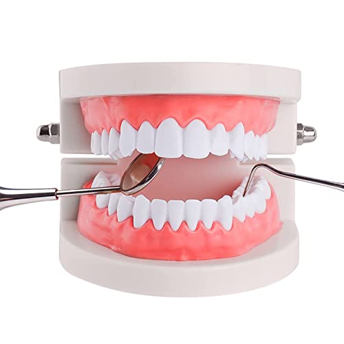 Algopix Similar Product 17 - Standard Teeth Model YOUYA DENTAL Kids