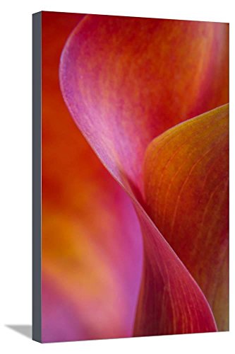 Algopix Similar Product 9 - ArtEdgeCalla Lily Curves I Stretched