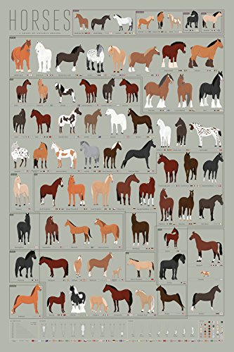 Algopix Similar Product 1 - Pop Chart Horses A Chart of Notable