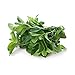 Algopix Similar Product 20 - Organic Mint, 1 Bunch