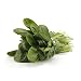 Algopix Similar Product 15 - Greens Spinach Conventional, 1 Bunch