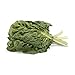 Algopix Similar Product 17 - Greens Chard Green Organic, 1 Each
