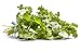 Algopix Similar Product 5 - Herb Cilantro Organic, 1 Bunch