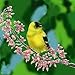 Algopix Similar Product 15 - Continental Art Center Gold Finch On A