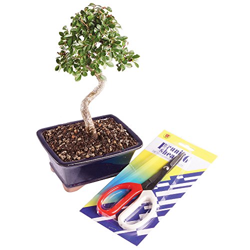 Algopix Similar Product 7 - Brussels Live Chinese Elm Outdoor